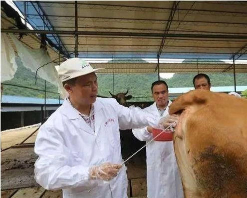 养牛的7个养母牛技术绝招,母牛繁育养殖技术