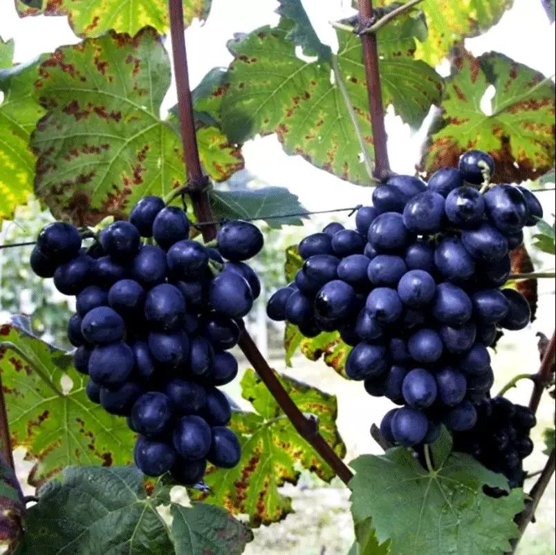 长顺在哪？二十四道拐又凭啥为史迪威公路“带盐”？