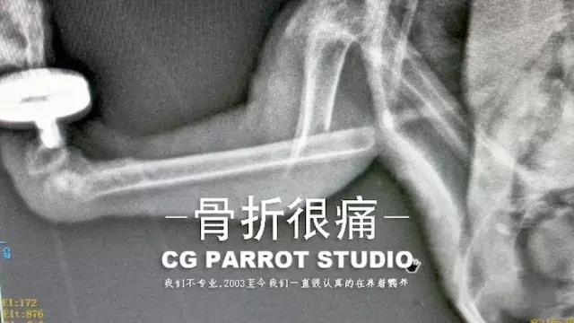 鹦鹉翅膀骨折怎么处理视频,鹦鹉骨折的治疗方法有哪些