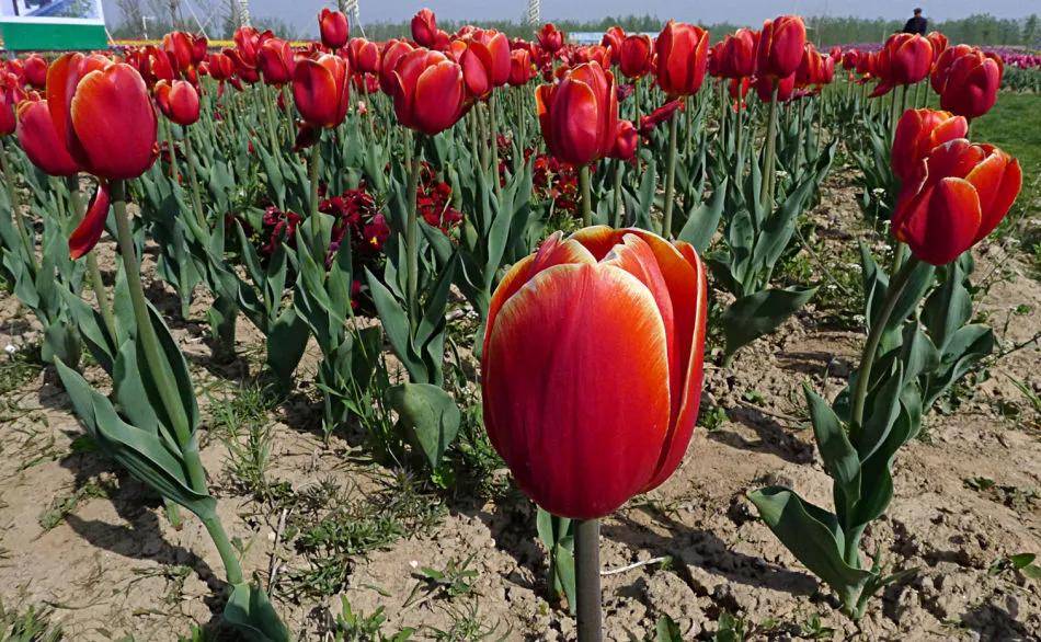 盐城以后有可能成为二线城市吗,盐城有望成为二线城市吗