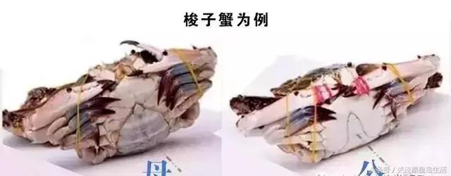 开海后的生猛海鲜已抵达秦皇岛,秦皇岛开海前的海鲜