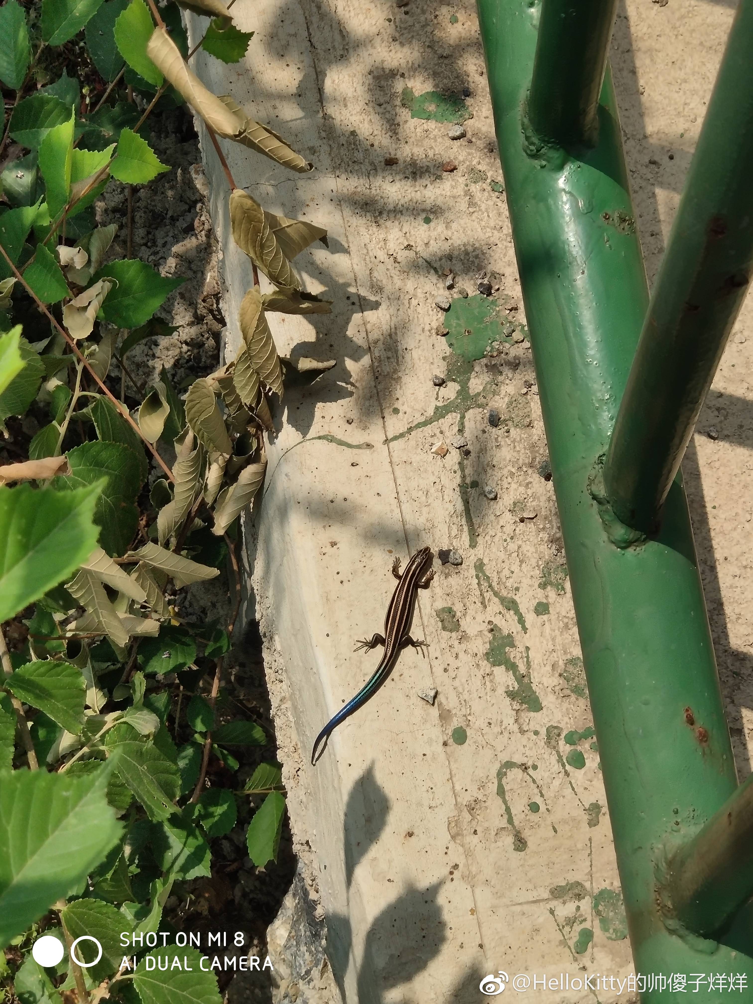 密云出现“蓝尾”蜥蜴，假如你遇到，千万别圈养！