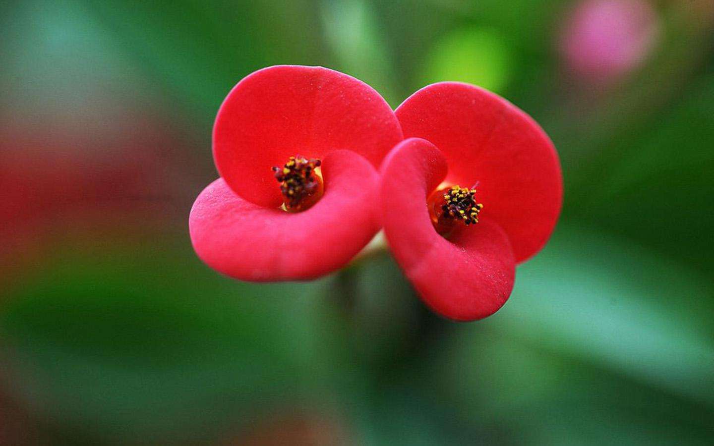 家庭盆栽花卉虎刺梅,虎刺梅盆栽开花