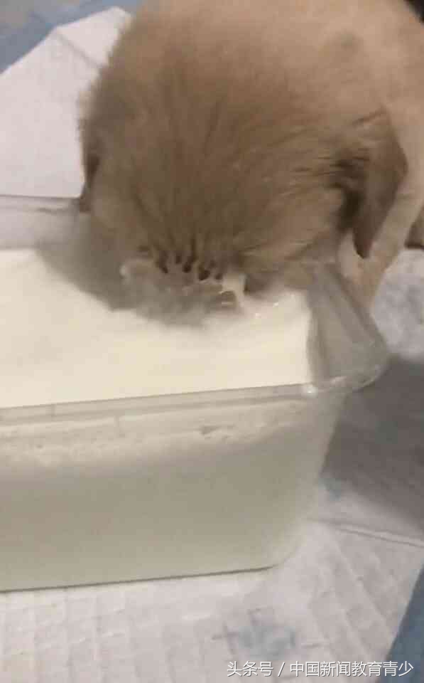 小奶狗吓得一直哆嗦,小奶狗被吓了一跳