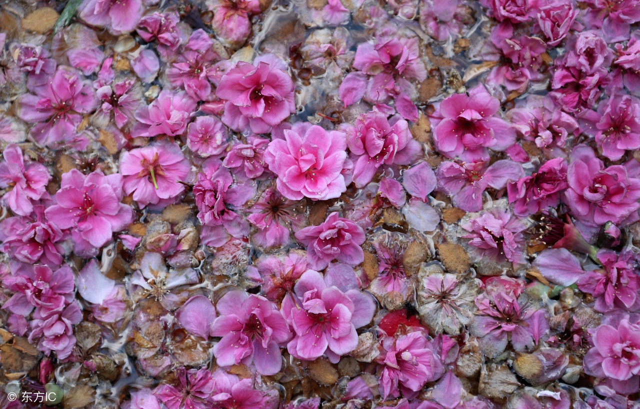 古往今来赞美教师的诗句有哪些,对老教师的赞美评价诗句