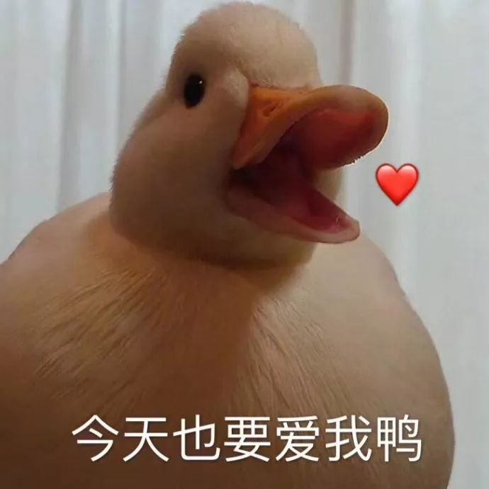 网红豹纹气垫测评,网红遮瑕蘑菇气垫持久不脱妆