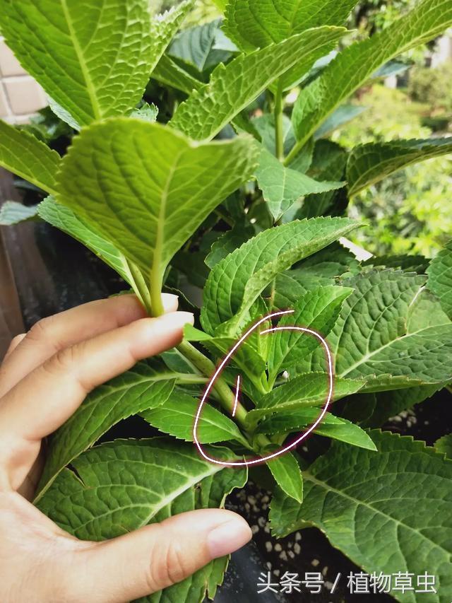 绣球无尽夏秋天开花之后怎么修剪,地栽无尽夏绣球秋天怎么修剪