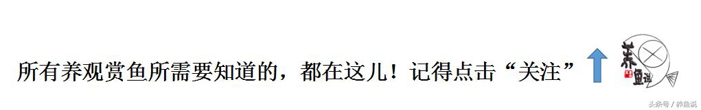 鱼缸需不需要一直过滤,鱼缸要不要一直换水