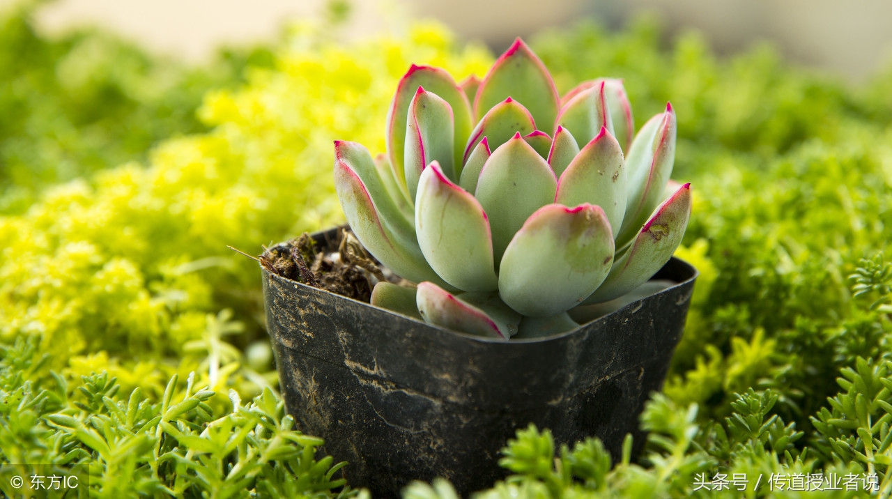 关于中秋节思乡思亲的作文,描写中秋节的作文300字日记