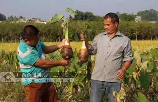 荔浦正式宣布撤县设市！建成区面积将扩大1倍