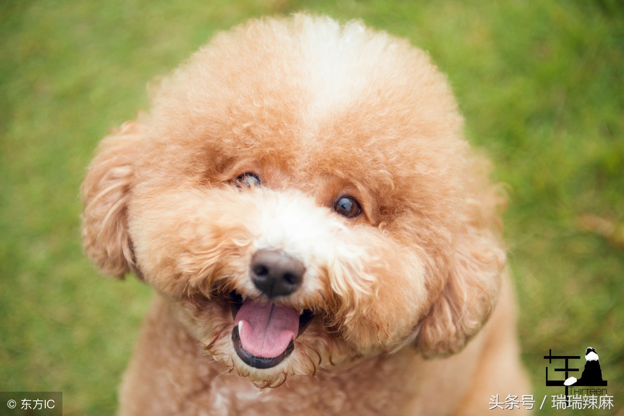 泰迪狗狗皮肤病治疗史，告别了医院高费用