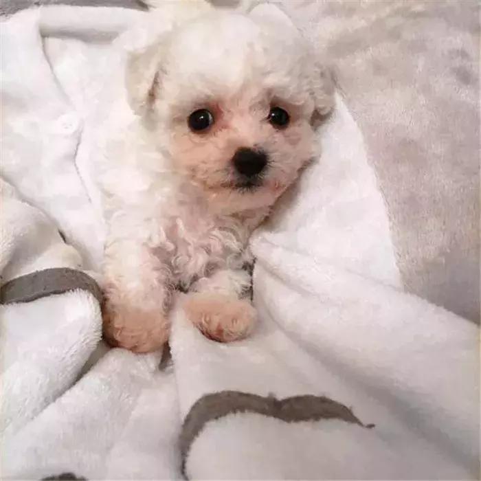 比熊经常拉肚子，铲屎官视察5点症状，发现感染寄生虫！