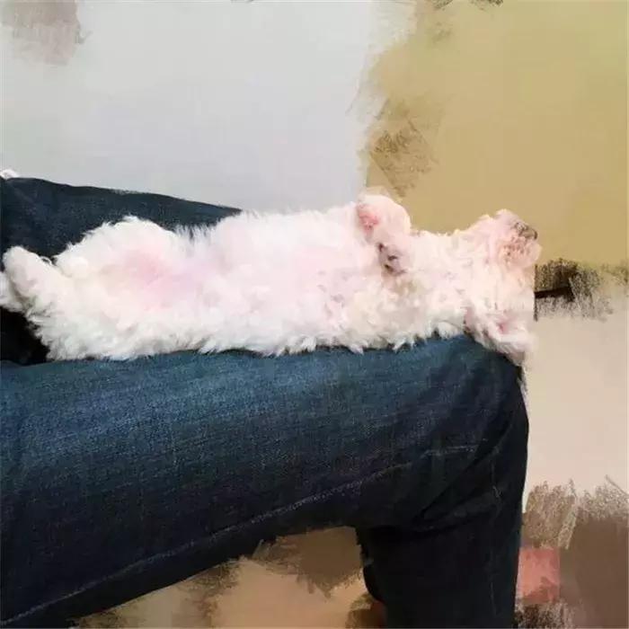 比熊经常拉肚子，铲屎官视察5点症状，发现感染寄生虫！