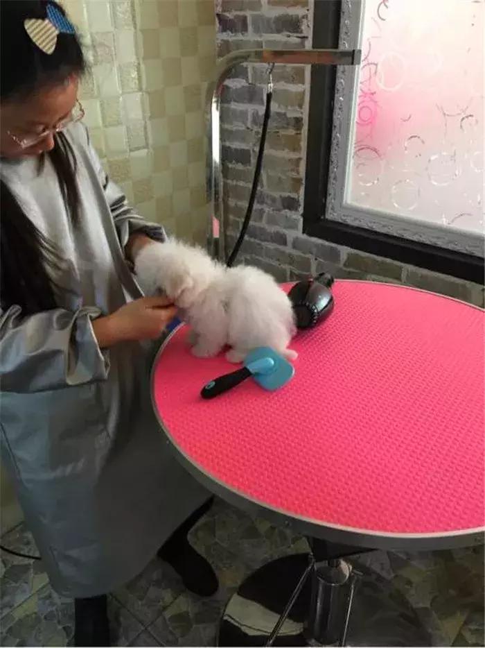 比熊经常拉肚子，铲屎官视察5点症状，发现感染寄生虫！