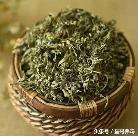 老兽医养鸡秘诀,养鸡怎么避免鸡瘟