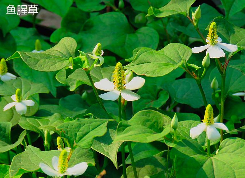 偷学明星抗衰计！周杰伦掉过的奶茶坑，张韶涵成功避过了！
