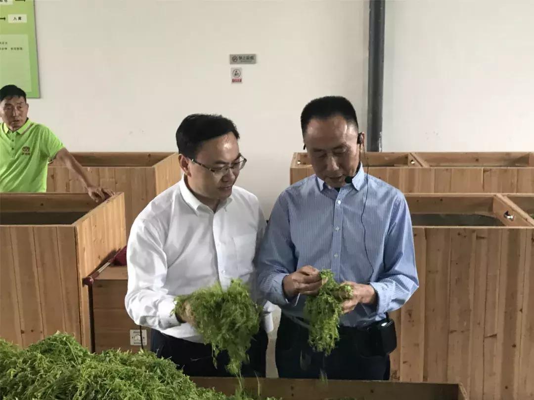 张家界莓茶将亮相茶博会,张家界莓茶文化节新闻发布会