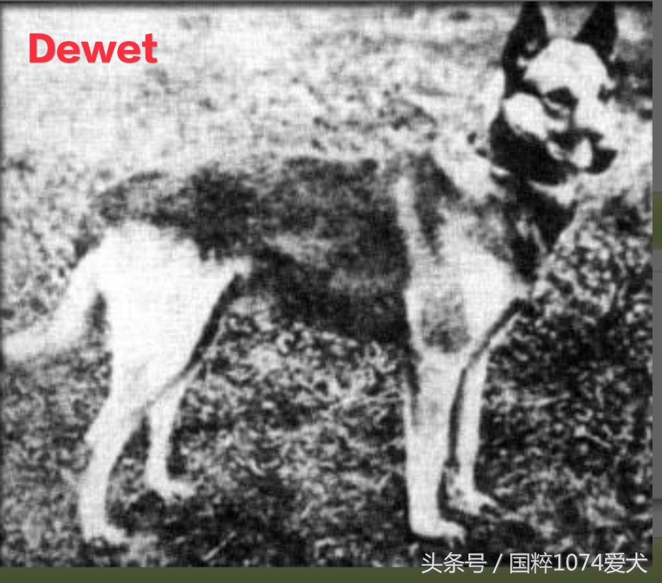 「可能是史上最清晰科普文章」系列之马犬起源和马犬的傲慢与偏见
