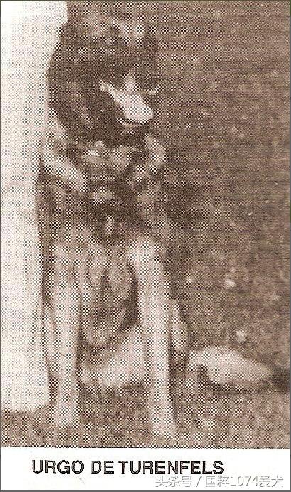 「可能是史上最清晰科普文章」系列之马犬起源和马犬的傲慢与偏见