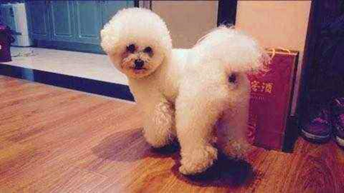 比熊经常拉肚子，铲屎官视察5点症状，发现感染寄生虫！