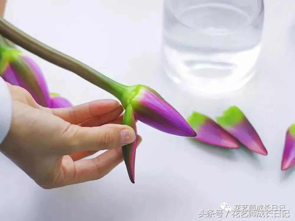 水培睡莲种植养护要点有哪些,睡莲正确的养护方法