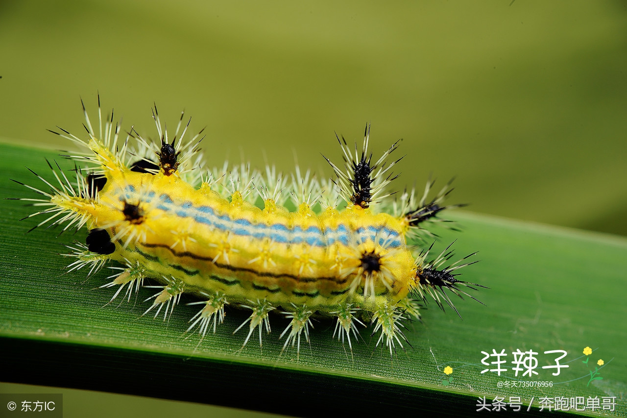 农民受到洋辣子蛰了怎么办,玉米地里被老虎蛰了怎么处理