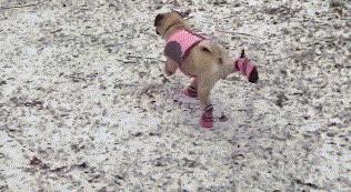 狗狗遛完回来怎么擦爪干净,遛完狗特别脏怎么办