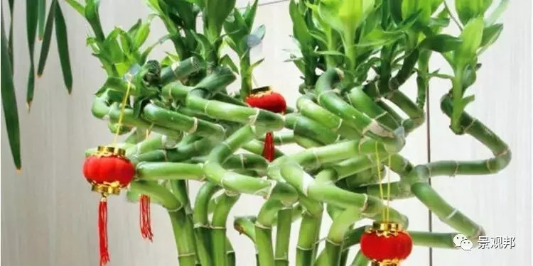 庭院风水植物讲究,庭院植物风水入门图片