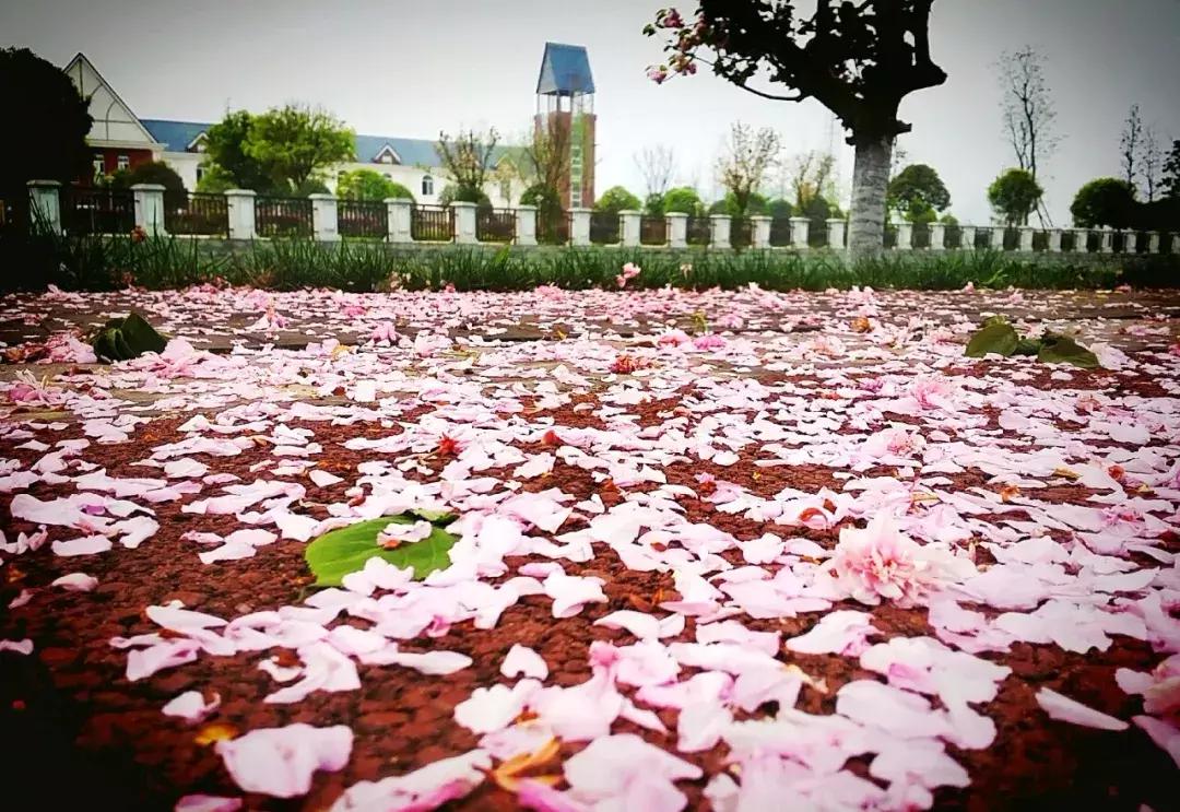 青白江凤凰盛景航拍,青白江凤凰新城最新视频