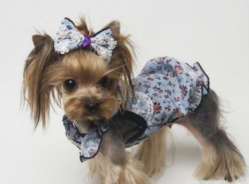 约克夏幼犬能吃羊奶棒吗,约克夏幼犬吃啥