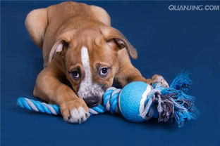 狗狗常见的十大疾病,盘点狗狗的最坏行为