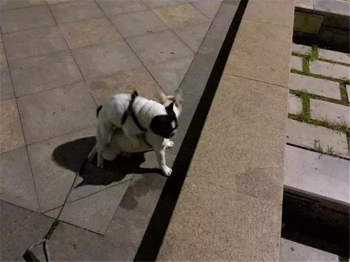 法牛幼犬体味怎么处理,法牛洗澡