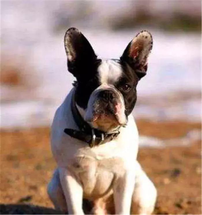 法牛幼犬体味怎么处理,法牛洗澡