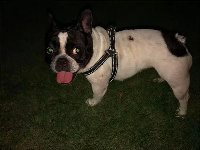 法牛幼犬体味怎么处理,法牛洗澡