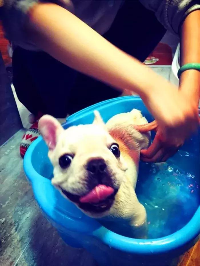 法牛幼犬体味怎么处理,法牛洗澡