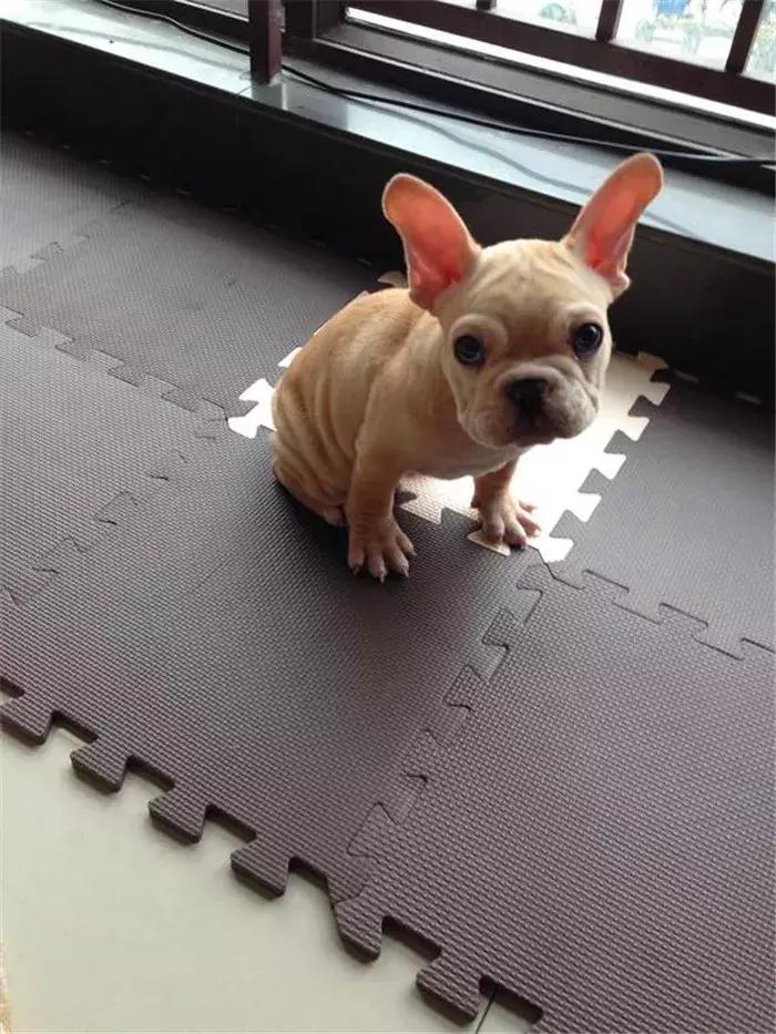 法牛幼犬体味怎么处理,法牛洗澡