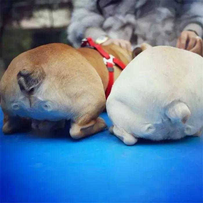 法牛幼犬体味怎么处理,法牛洗澡