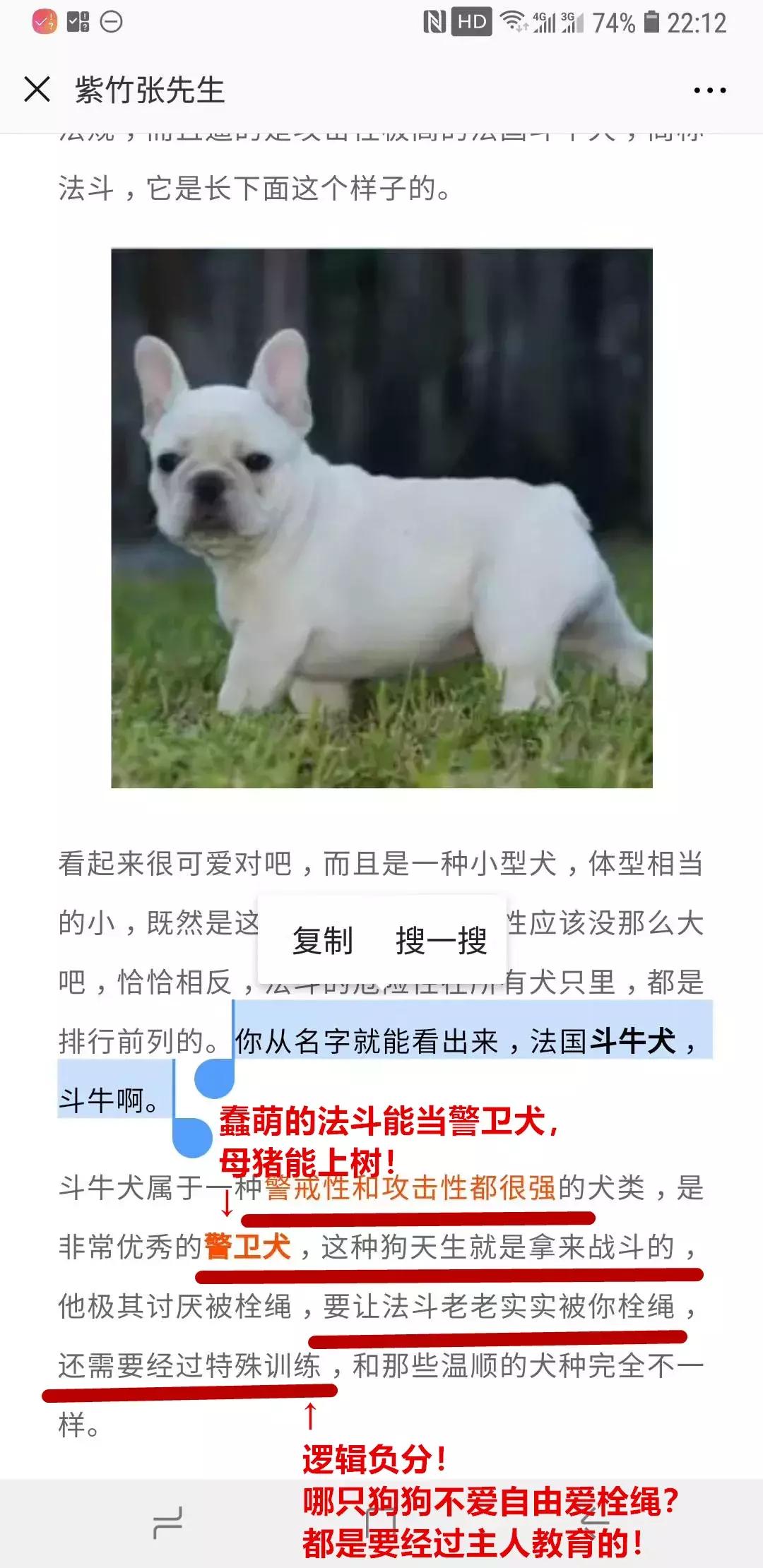 法斗蠢萌小肥牛竟然是烈性犬,法斗性情凶猛