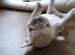 法斗蠢萌小肥牛竟然是烈性犬,法斗性情凶猛