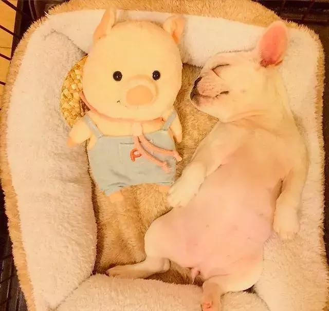 法斗蠢萌小肥牛竟然是烈性犬,法斗性情凶猛