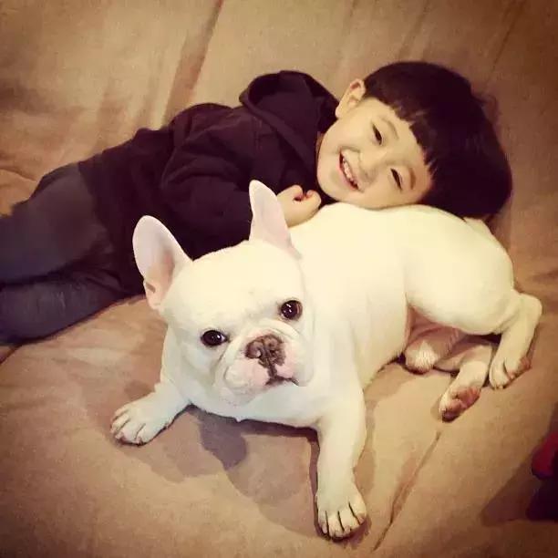 法斗蠢萌小肥牛竟然是烈性犬,法斗性情凶猛