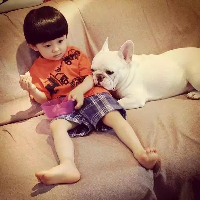 法斗蠢萌小肥牛竟然是烈性犬,法斗性情凶猛