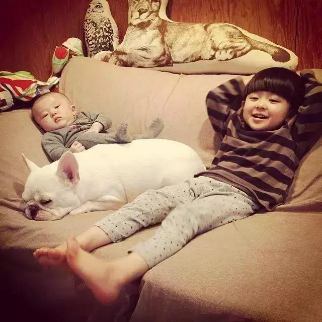法斗蠢萌小肥牛竟然是烈性犬,法斗性情凶猛