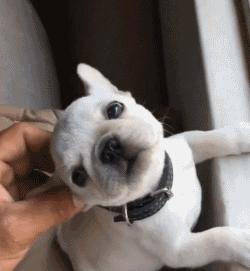 法斗蠢萌小肥牛竟然是烈性犬,法斗性情凶猛