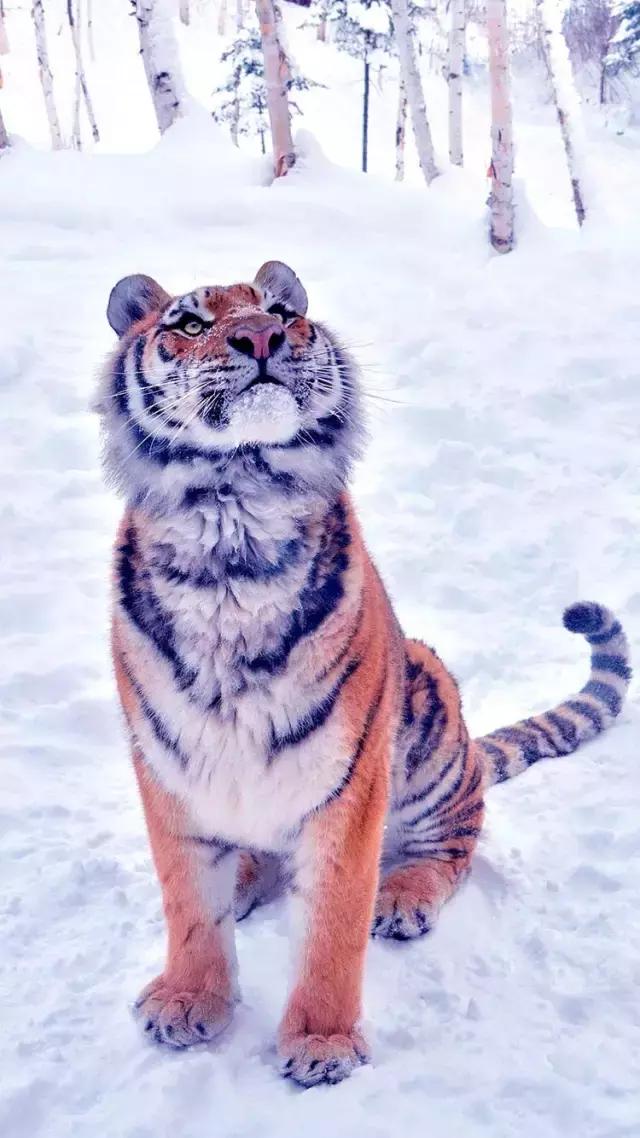 iphone壁纸斗罗大陆壁纸,壁纸控