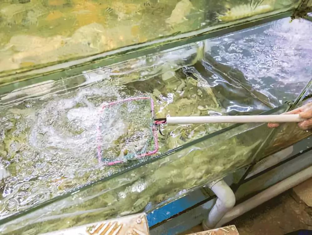 汕头人一般在哪吃海鲜,汕头人喜欢吃的海鲜