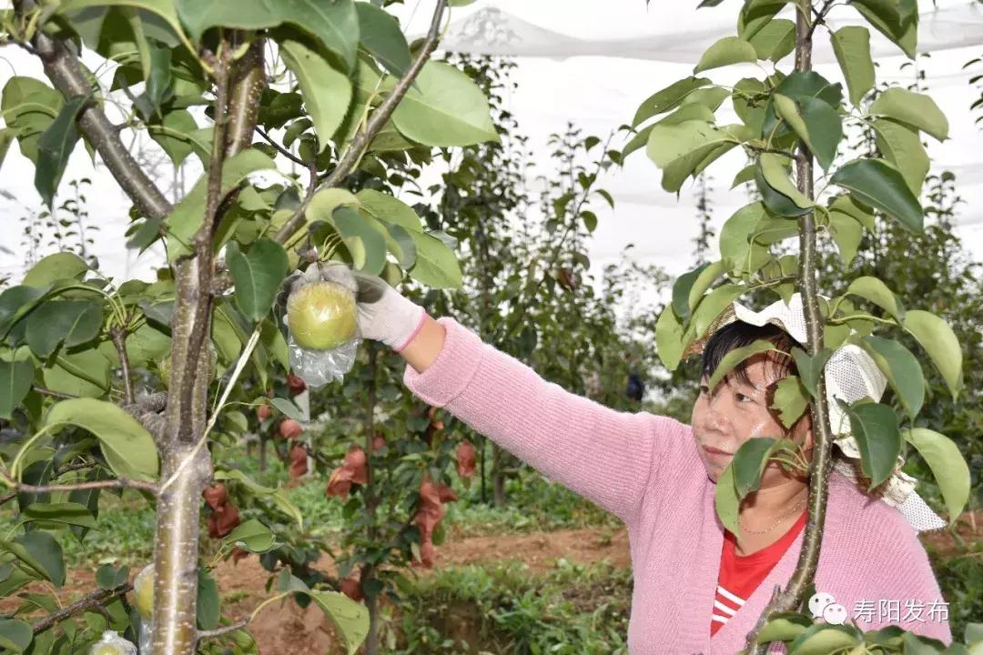 寿阳县富家沟梨儿熟了！又见梨果满枝头