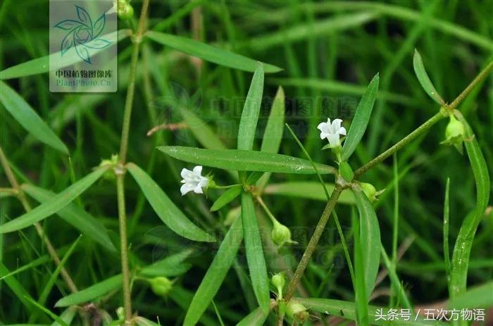 世界五大难喝饮料,五大难喝饮料排行榜