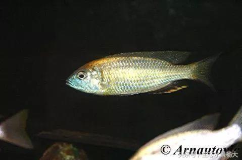 马拉维湖只有鲷鱼吗,马拉维湖慈鲷温度