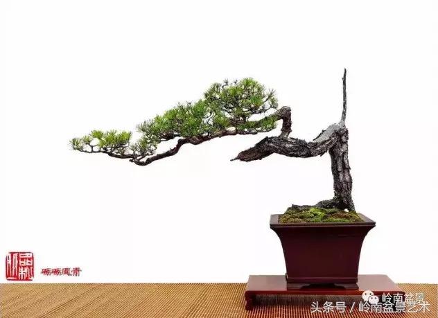 云中松——仰观天宇，俯察尘寰